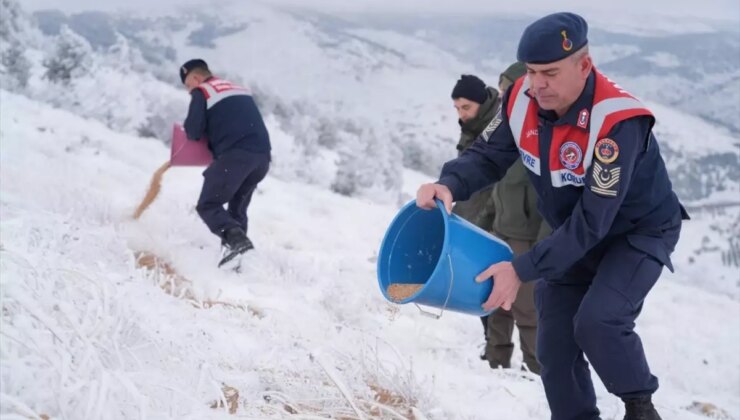 Kırşehir Jandarması Yaban Hayvanları İçin Yem Bıraktı